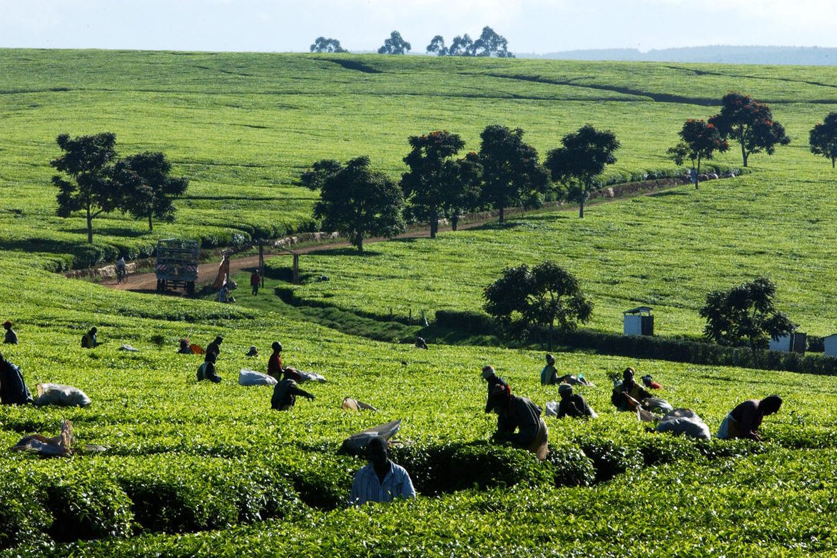 Why Agriculture Is Still Kenya's Biggest Opportunity