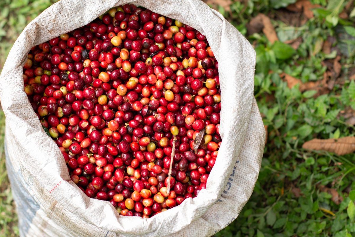 Why Kenya Must Stop Exporting Raw Produce